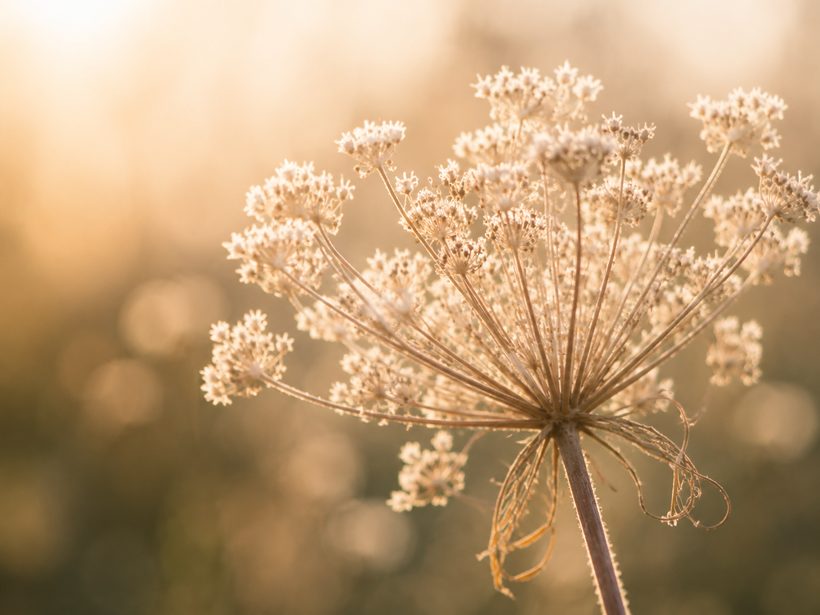 A dried seed head backlit at golden hour